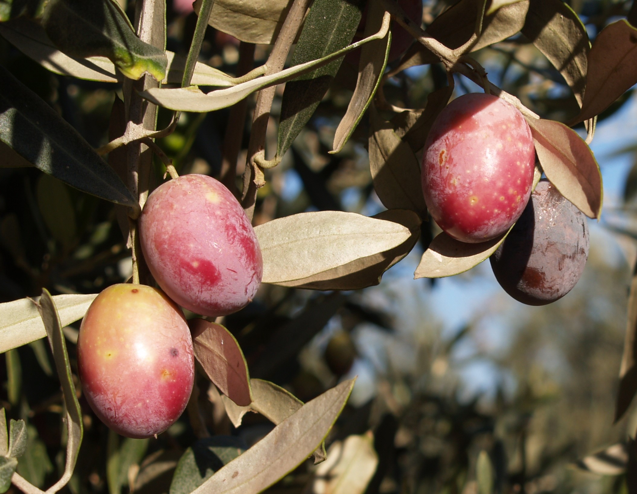 OLEA EUROPAEA UOVO DI PICCIONE